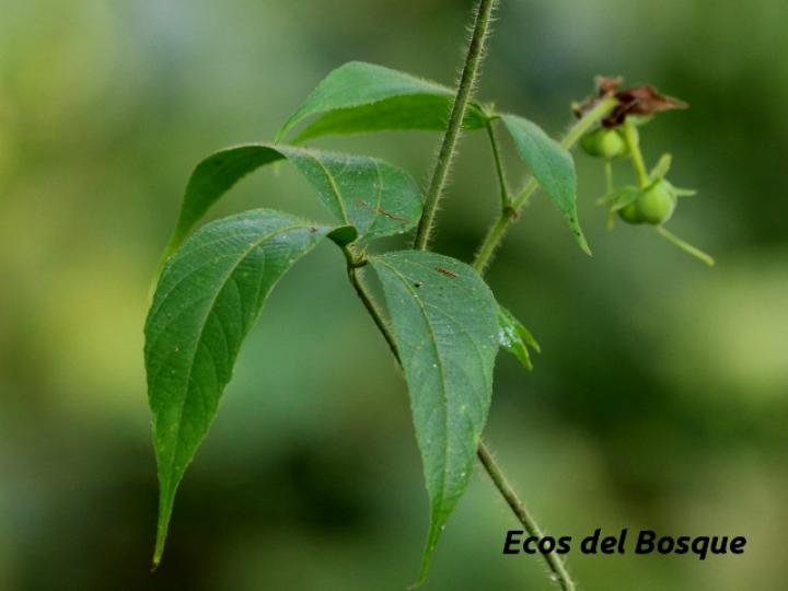 Dalechampia websteri