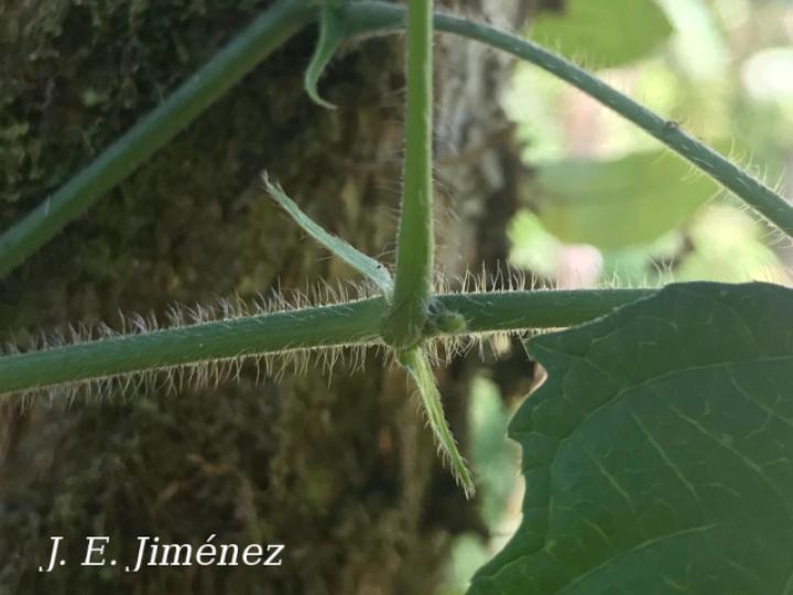 Dalechampia websteri