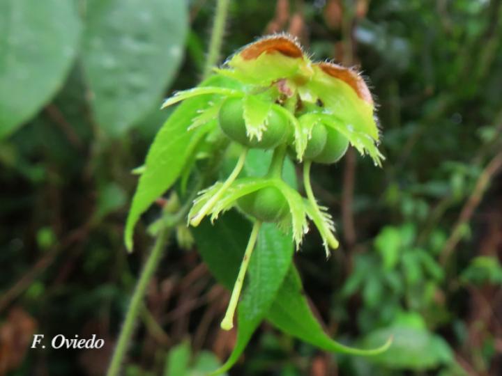 Dalechampia websteri