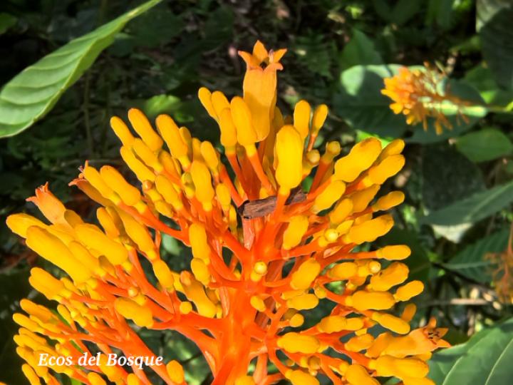 Palicourea guianensis (Cafecillo)