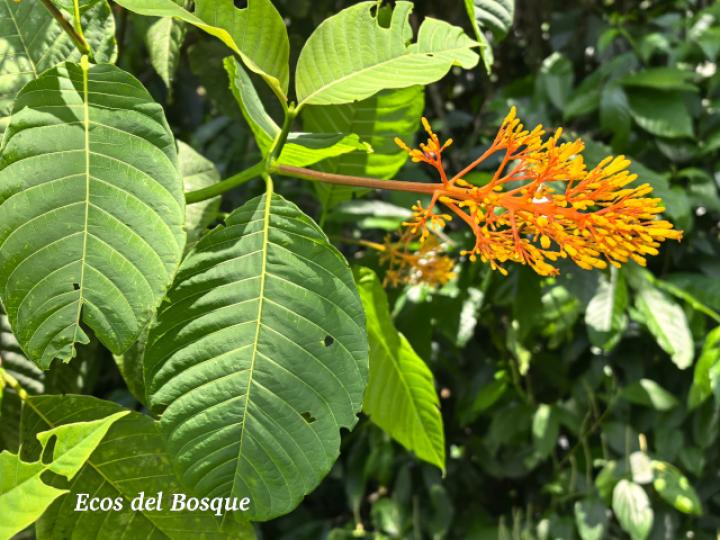Palicourea guianensis (Cafecillo)