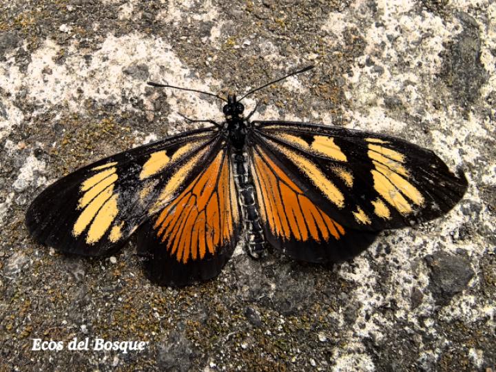 Actinote melampeplos