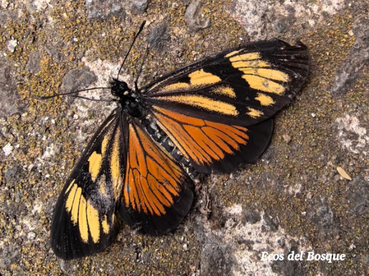 Actinote melampeplos