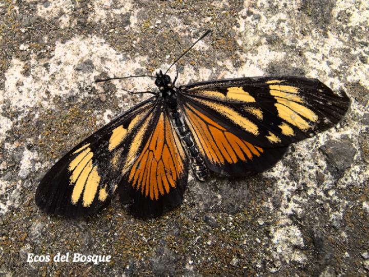 Actinote melampeplos