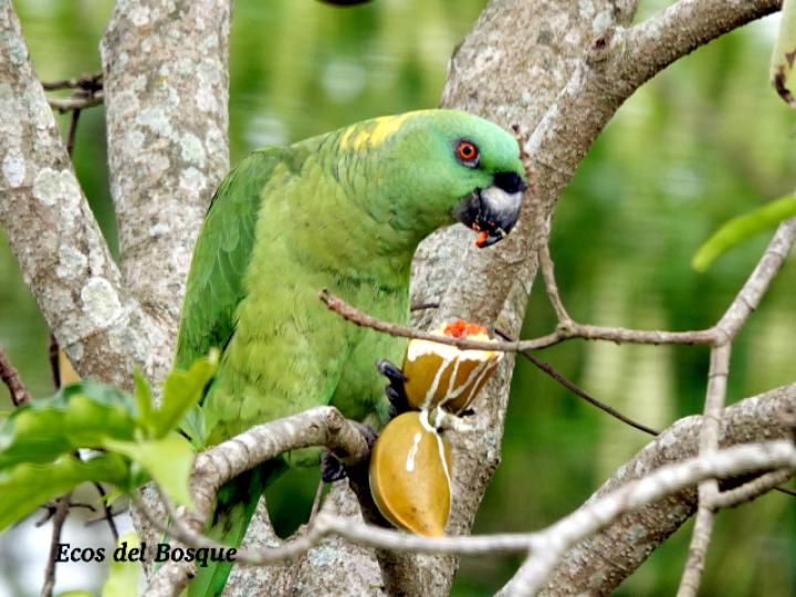 Amazona auropalliata (Lora nuca amarilla)