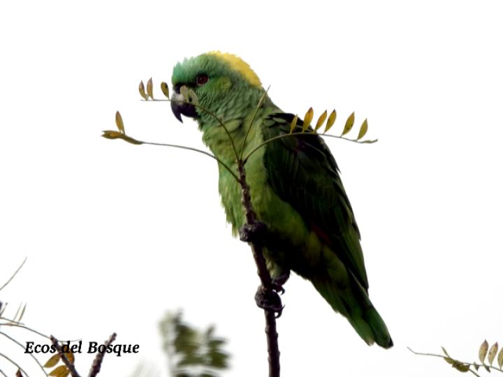 Amazona auropalliata (Lora nuca amarilla)