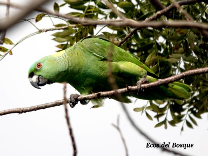 Amazona auropalliata (Lora nuca amarilla)