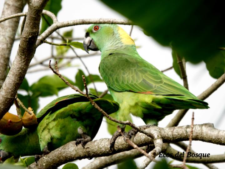 Amazona auropalliata (Lora nuca amarilla)