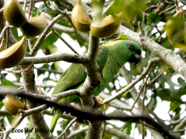 Amazona auropalliata (Lora nuca amarilla)