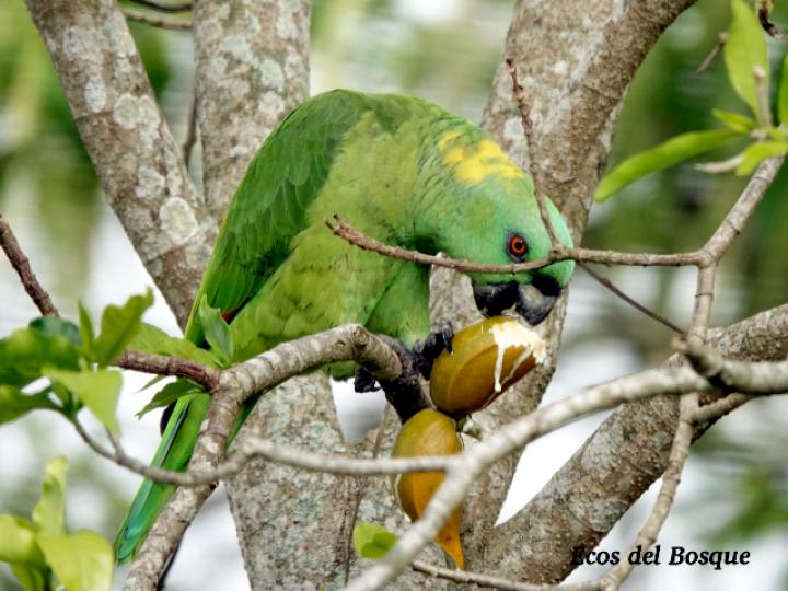 Amazona auropalliata (Lora nuca amarilla)