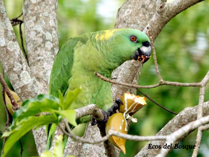Amazona auropalliata (Lora nuca amarilla)