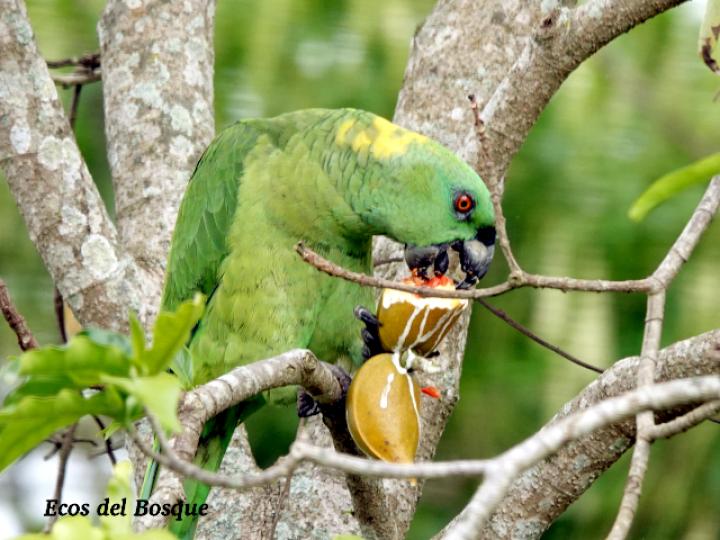 Amazona auropalliata (Lora nuca amarilla)