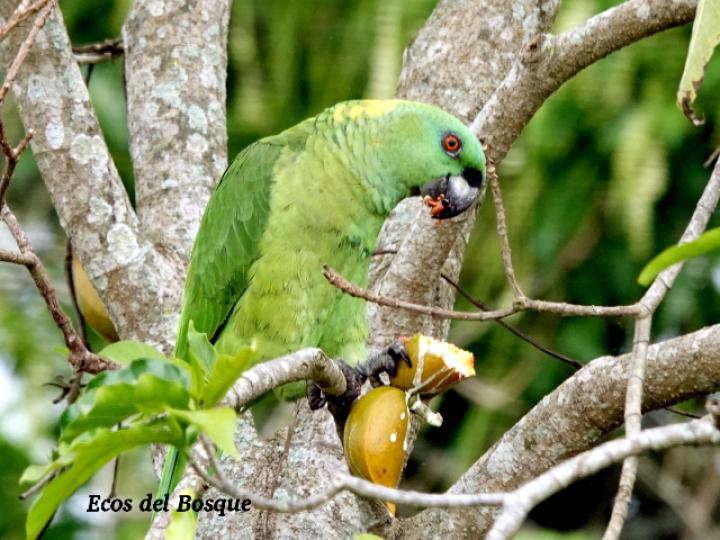 Amazona auropalliata (Lora nuca amarilla)