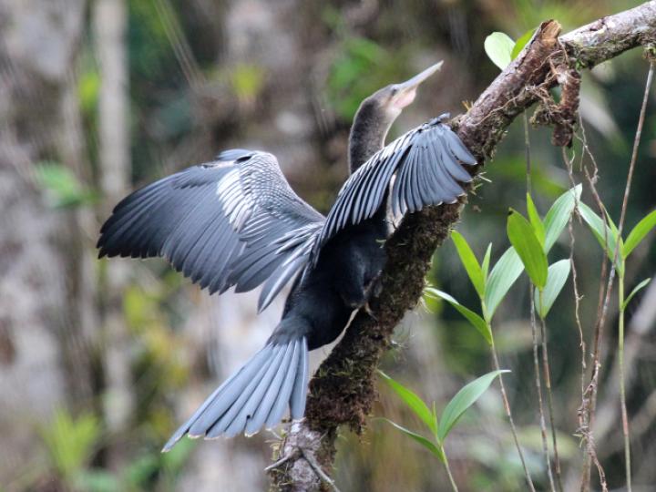 Anhinga anhinga (Pato aguja)