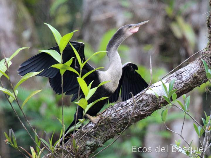 Anhinga anhinga (Pato aguja)
