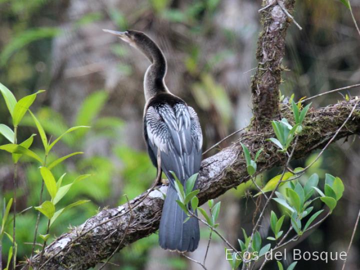 Anhinga anhinga (Pato aguja)