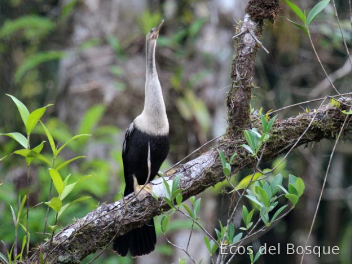 Anhinga anhinga (Pato aguja)