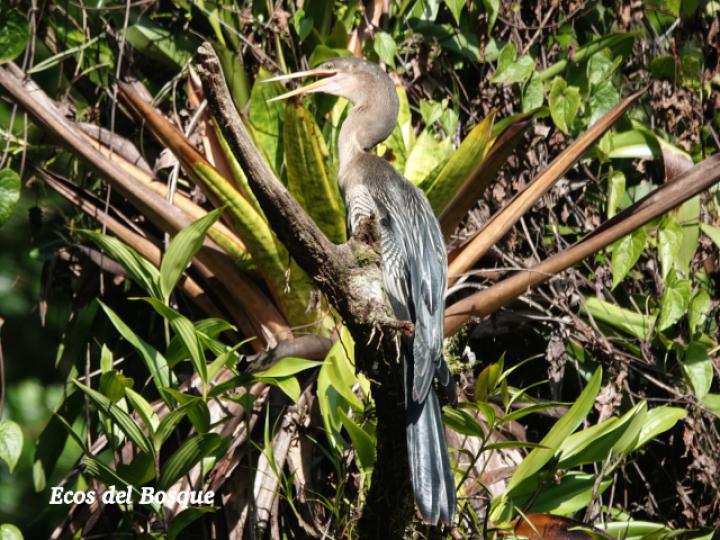 Anhinga anhinga (Pato aguja)