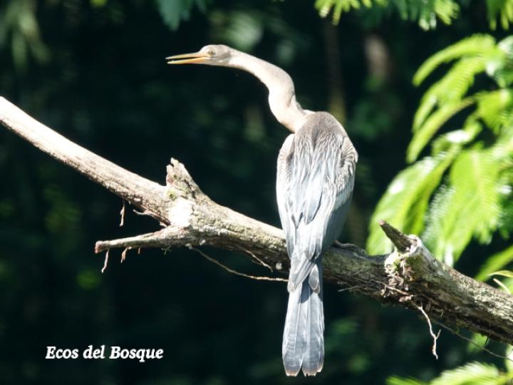 Anhinga anhinga (Pato aguja)
