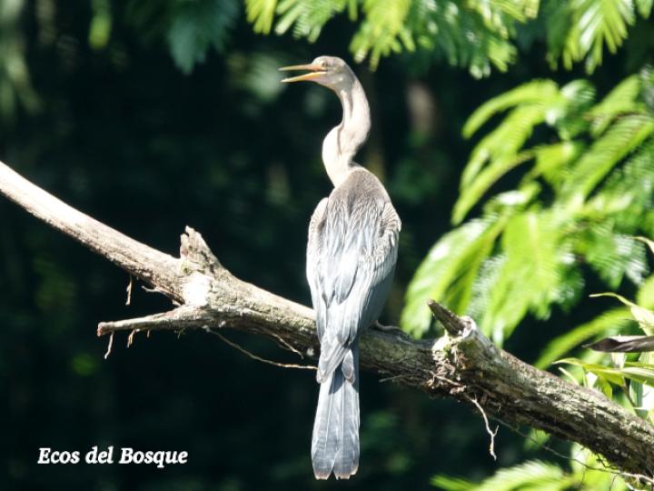 Anhinga anhinga (Pato aguja)