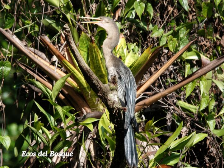 Anhinga anhinga (Pato aguja)