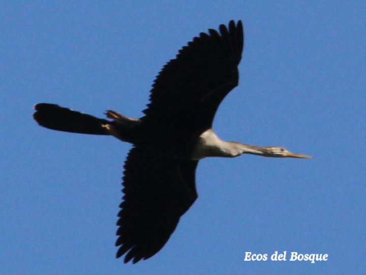 Anhinga anhinga (Pato aguja)