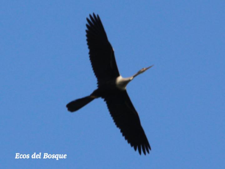 Anhinga anhinga (Pato aguja)