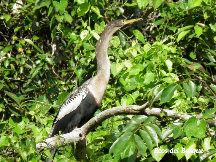 Anhinga anhinga (Pato aguja)
