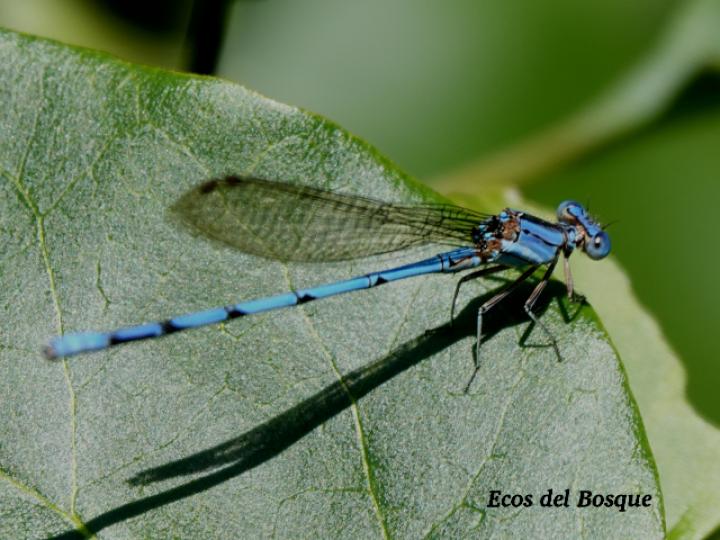 Argia anceps (Azulilla de arroyo celeste)