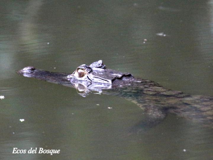 Caiman crocodilus (Guajipal, caimán)