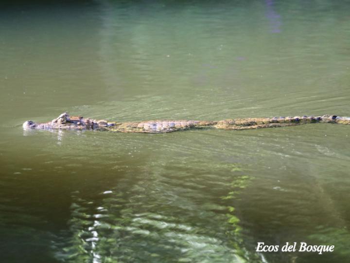 Caiman crocodilus (Guajipal, caimán)