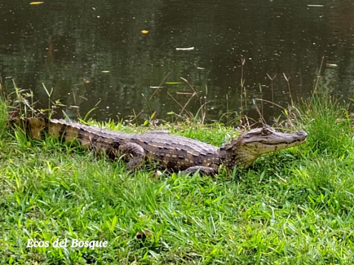 Caiman crocodilus (Guajipal, caimán)