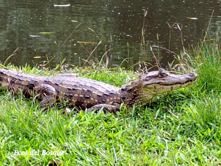 Caiman crocodilus (Guajipal, caimán)