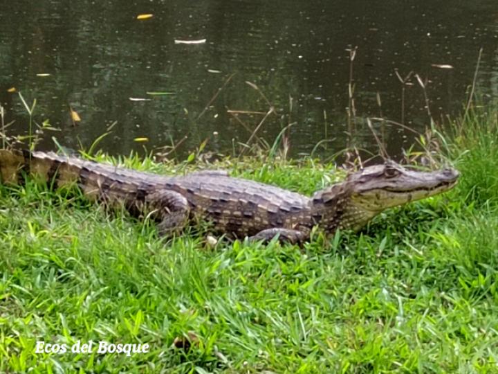 Caiman crocodilus (Guajipal, caimán)