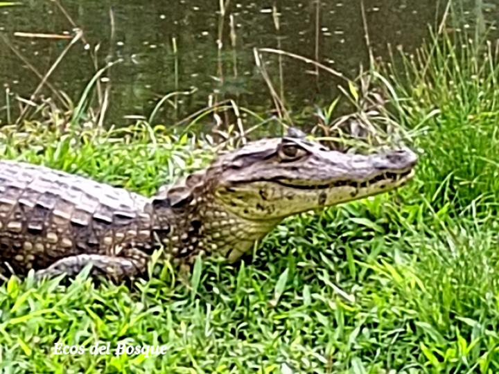 Caiman crocodilus (Guajipal, caimán)