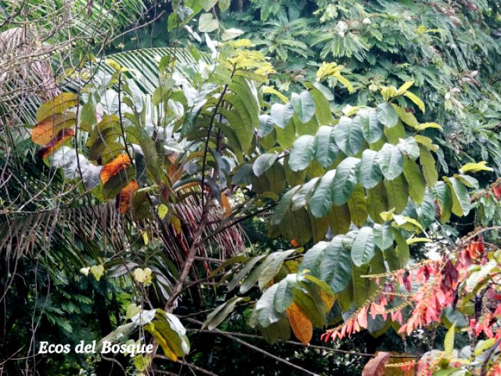 Castilla elastica (Hule)