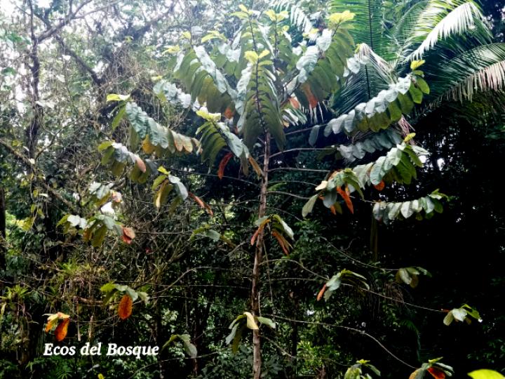 Castilla elastica (Hule)