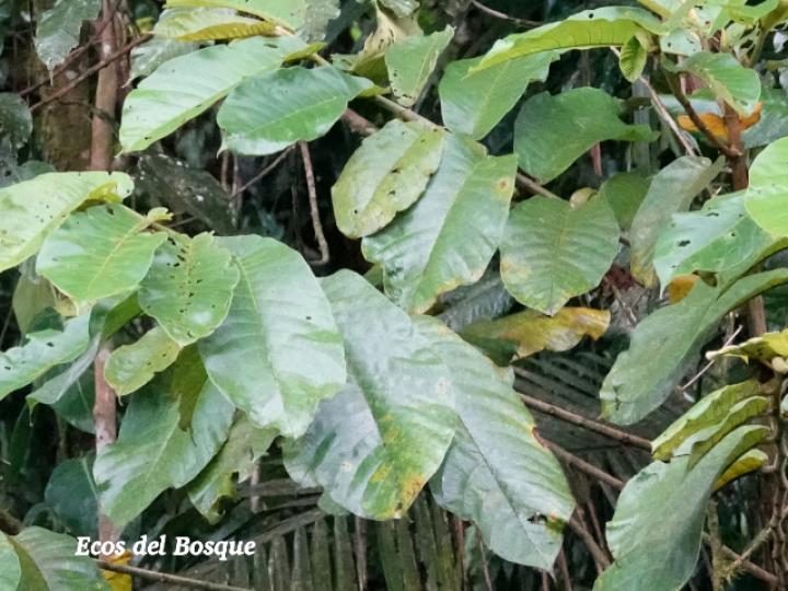 Castilla elastica (Hule)