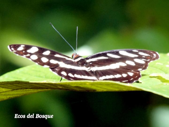 Catonephele orites