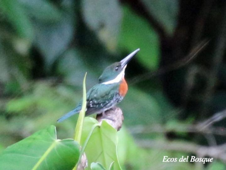 Chloroceryle americana (Martín pescador verde)