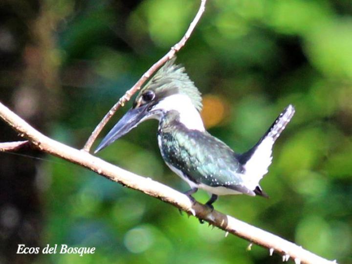 Chloroceryle americana (Martín pescador verde)