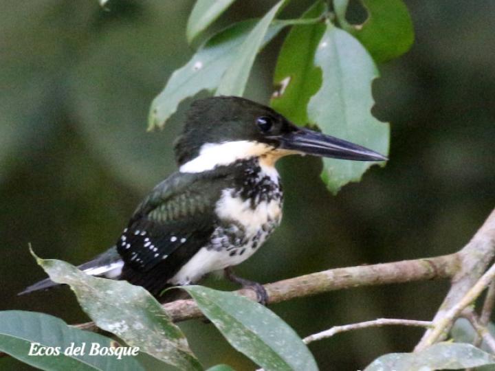 Chloroceryle americana (Martín pescador verde)