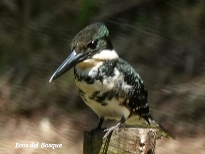 Chloroceryle americana (Martín pescador verde)