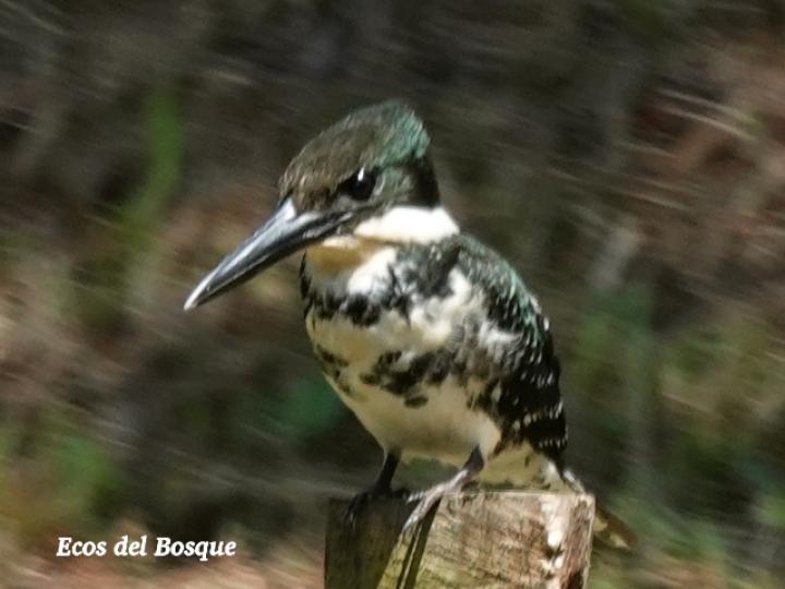 Chloroceryle americana (Martín pescador verde)