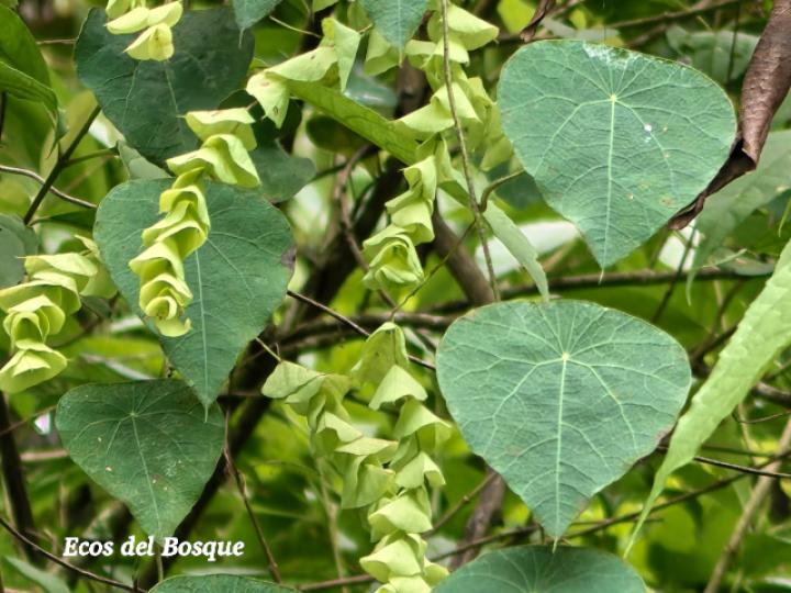 Cissampelos pareira (Venadero)