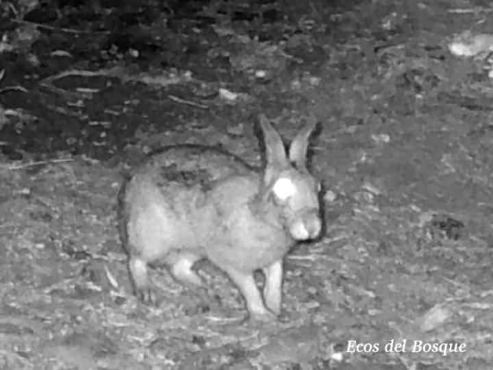 Sylvilagus gabbi (Conejo de monte)