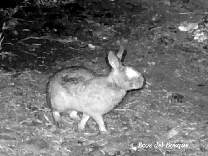 Sylvilagus gabbi (Conejo de monte)