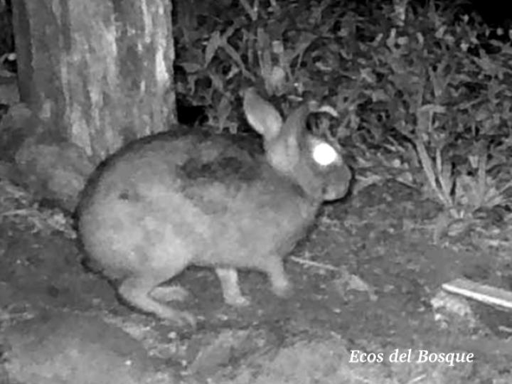 Sylvilagus gabbi (Conejo de monte)