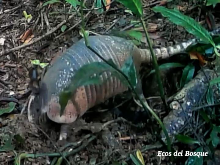 Armadillo, cusuco