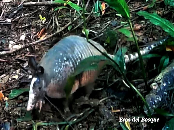 Armadillo, cusuco